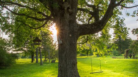 大型庭園樹|大型庭園樹專區 (Garden Tree)以老樹傳承的概念，打。